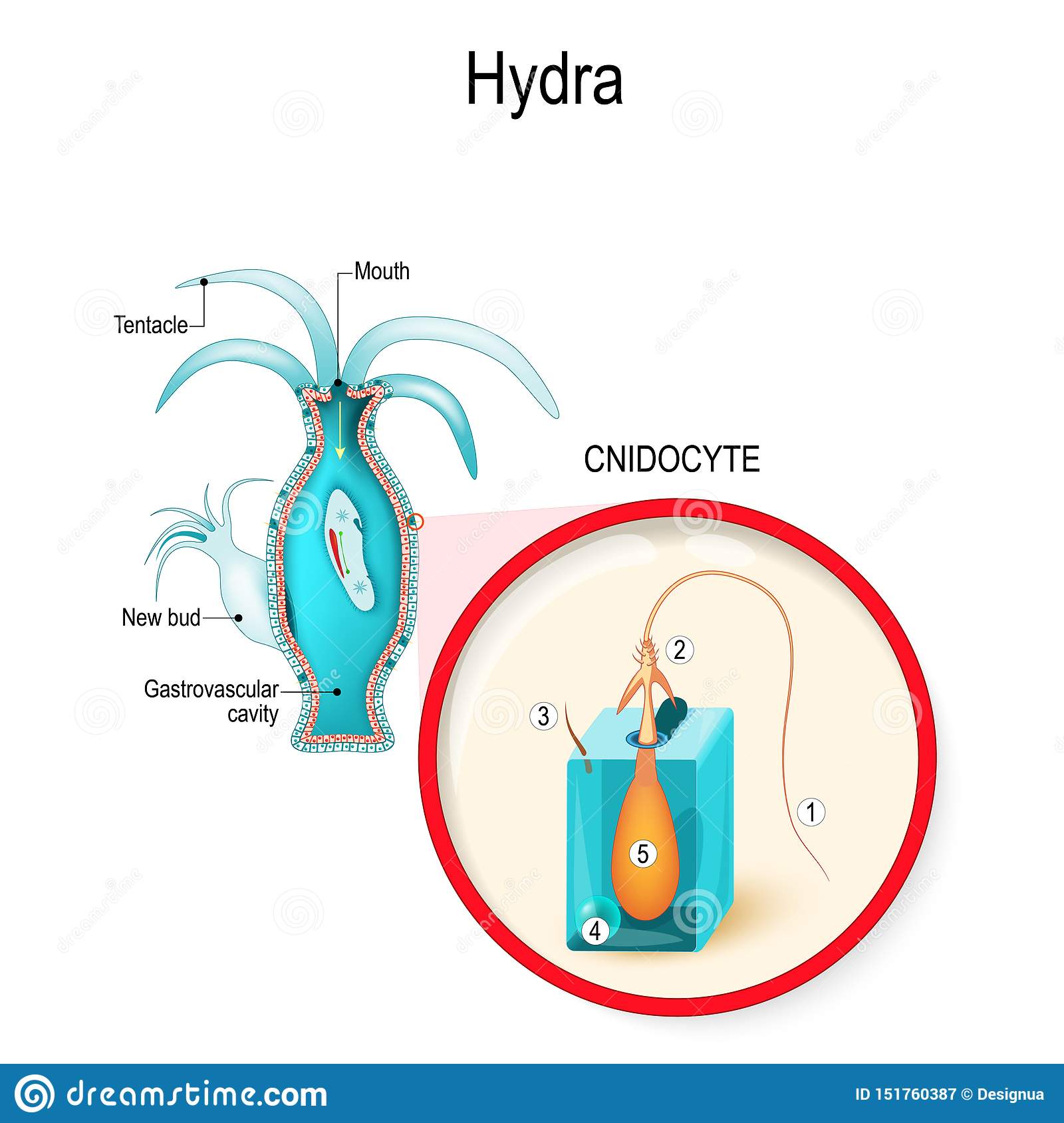 Kraken зеркало официальный